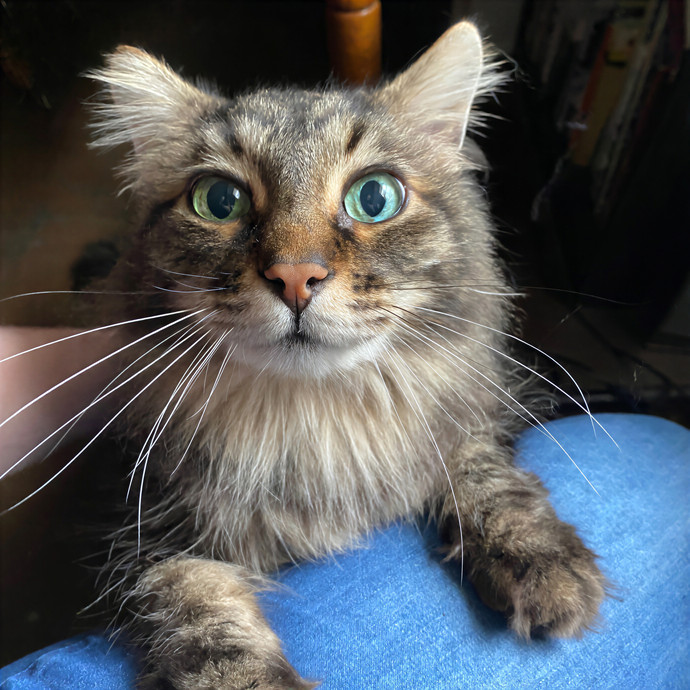 Julie's Purrfessional Cat Care