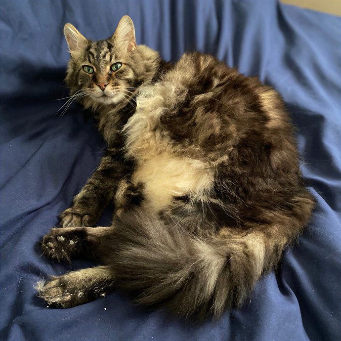 Julie's Purrfessional Cat Care