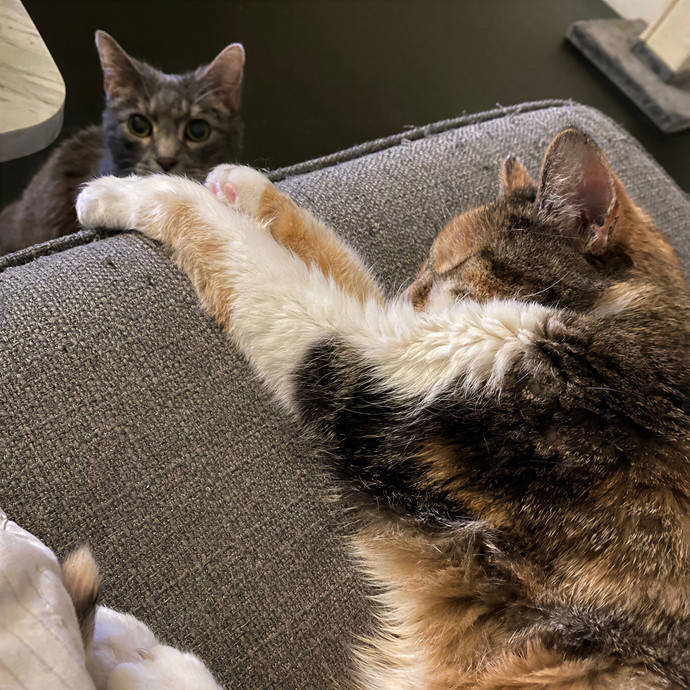 Julie's Purrfessional Cat Care