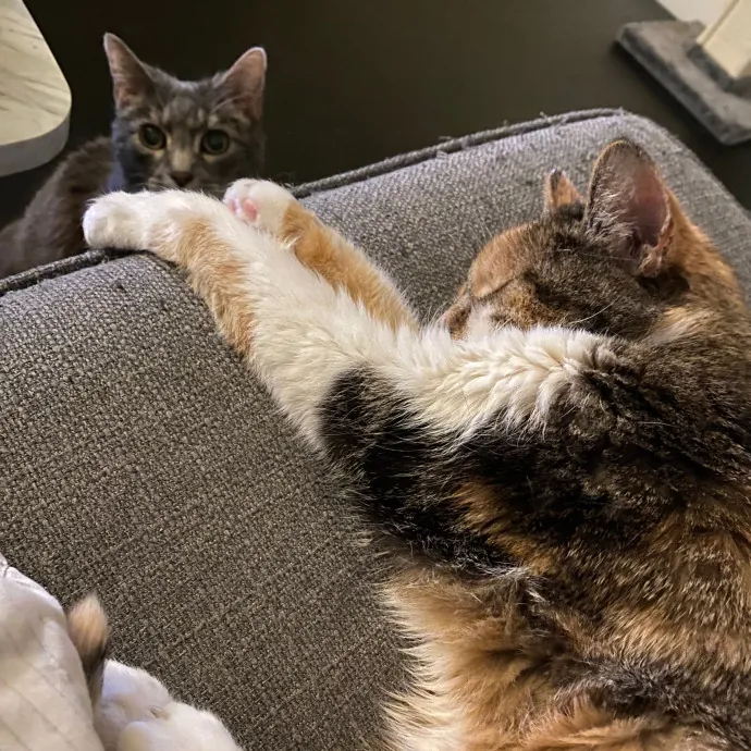 Purrfessional Cat Care - Made To Meet Your Kitty Sitting Needs