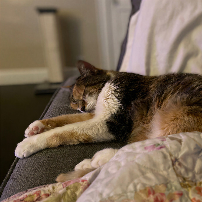 Julie's Purrfessional Cat Care