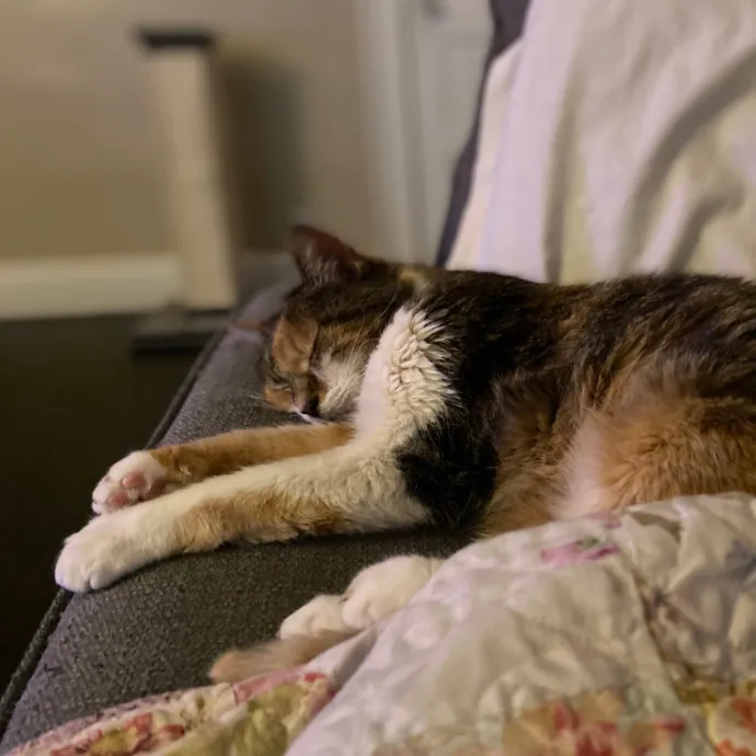 Purrfessional Cat Care - Made To Meet Your Kitty Sitting Needs