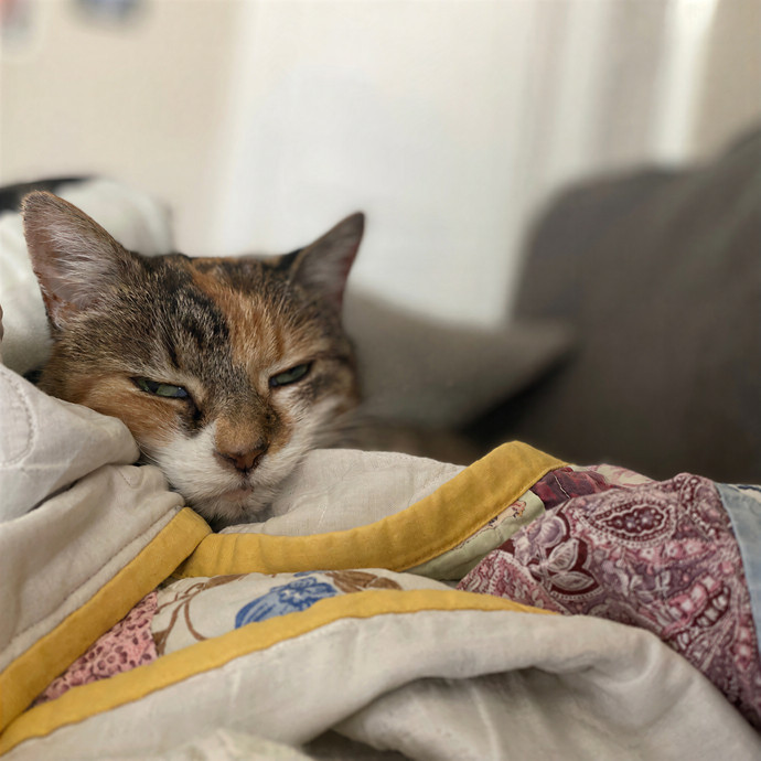 Julie's Purrfessional Cat Care