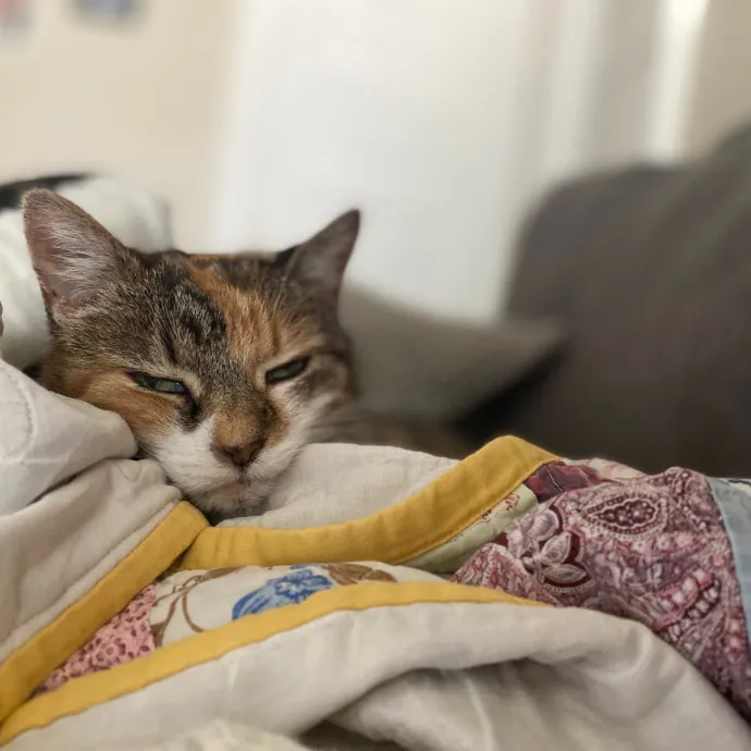 Purrfessional Cat Care - Made To Meet Your Kitty Sitting Needs