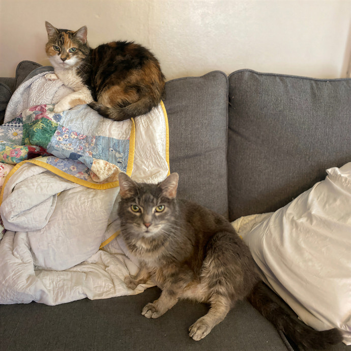 Julie's Purrfessional Cat Care