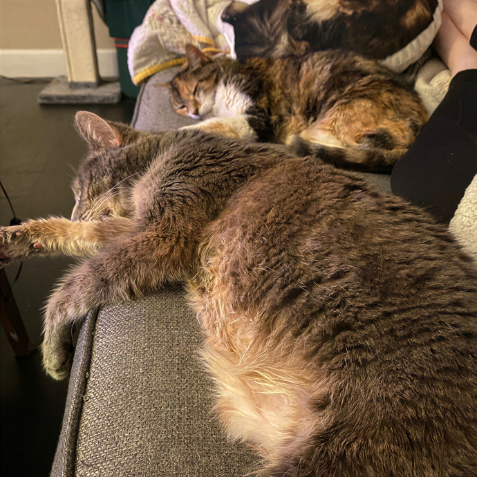 Julie's Purrfessional Cat Care