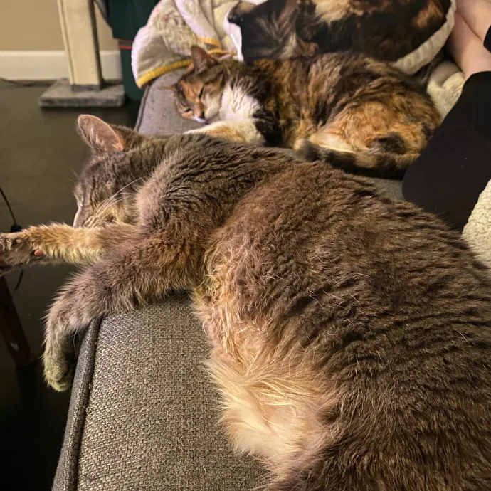 Purrfessional Cat Care - Made To Meet Your Kitty Sitting Needs