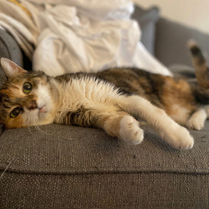 Julie's Purrfessional Cat Care