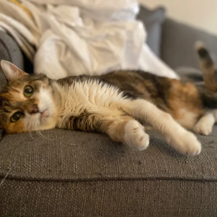 Purrfessional Cat Care - Made To Meet Your Kitty Sitting Needs