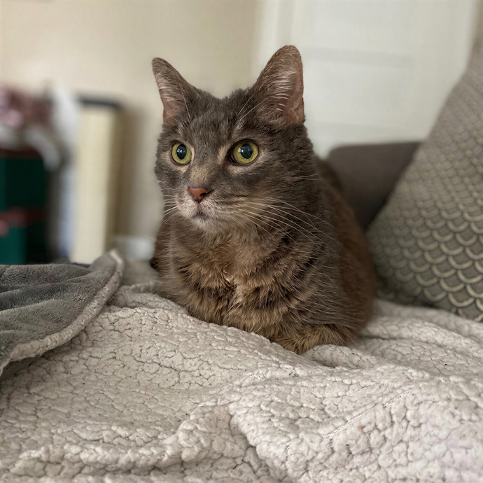 Julie's Purrfessional Cat Care