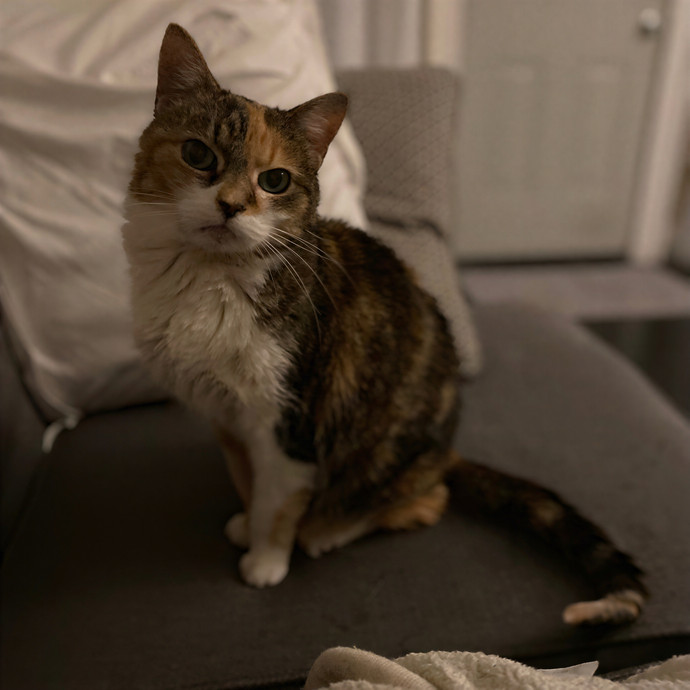 Julie's Purrfessional Cat Care