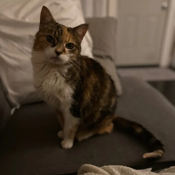 Purrfessional Cat Care - Made To Meet Your Kitty Sitting Needs