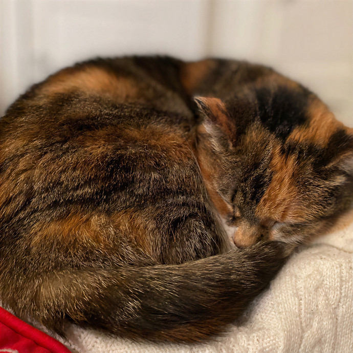 Julie's Purrfessional Cat Care