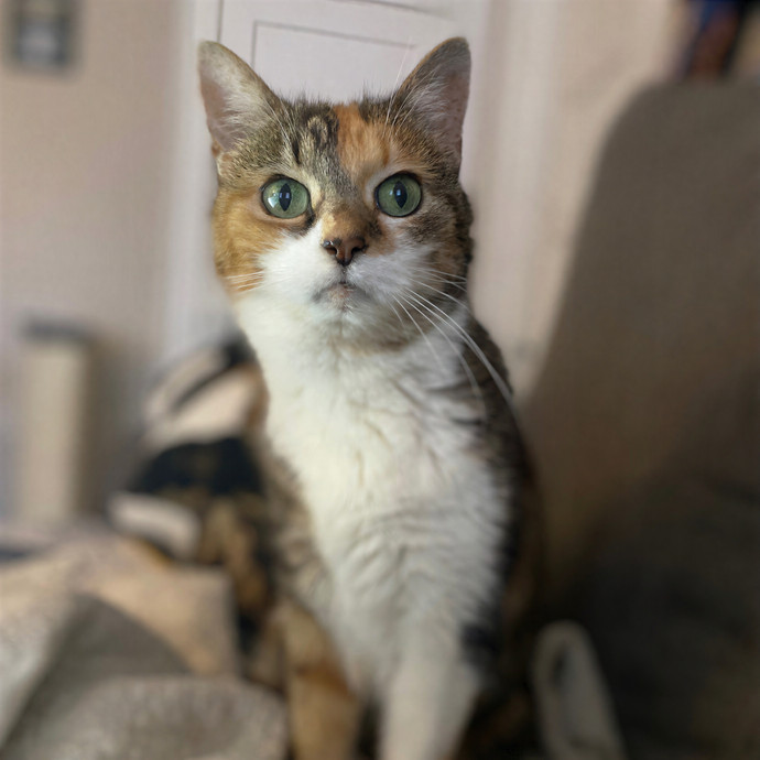 Julie's Purrfessional Cat Care