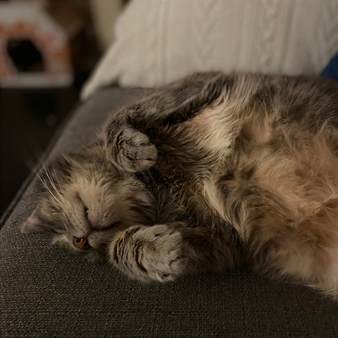 Julie's Purrfessional Cat Care