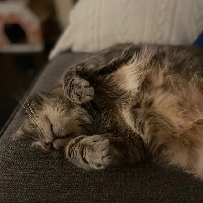 Purrfessional Cat Care - Made To Meet Your Kitty Sitting Needs