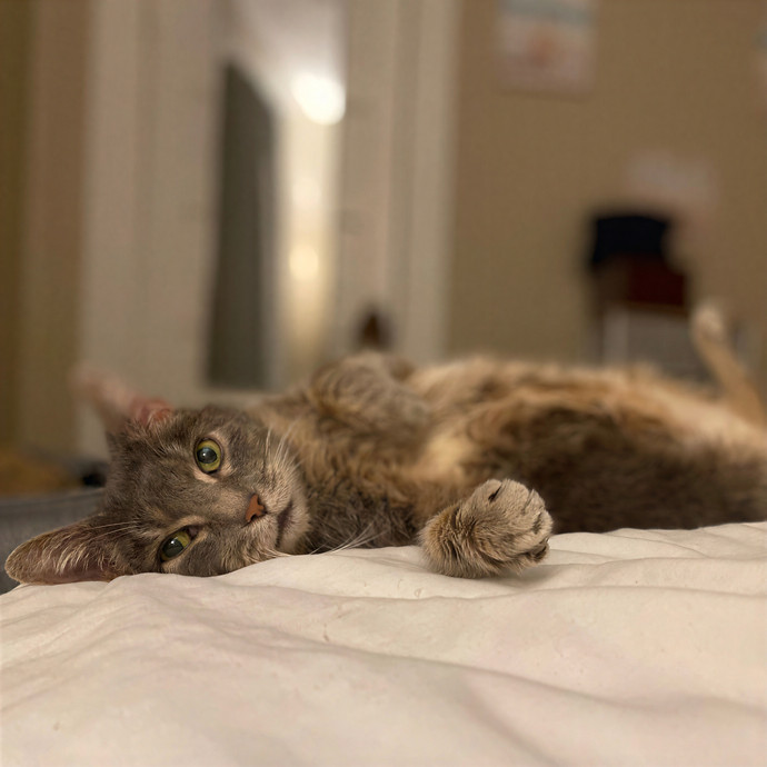Julie's Purrfessional Cat Care