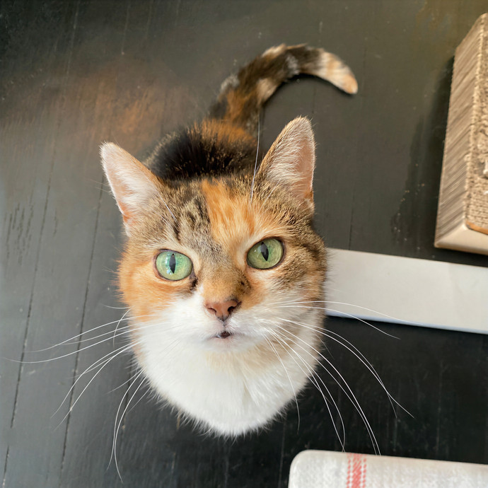 Julie's Purrfessional Cat Care