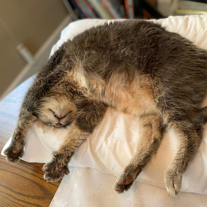 Julie's Purrfessional Cat Care