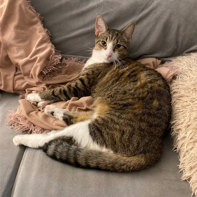Julie's Purrfessional Cat Care