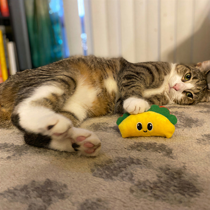 Julie's Purrfessional Cat Care