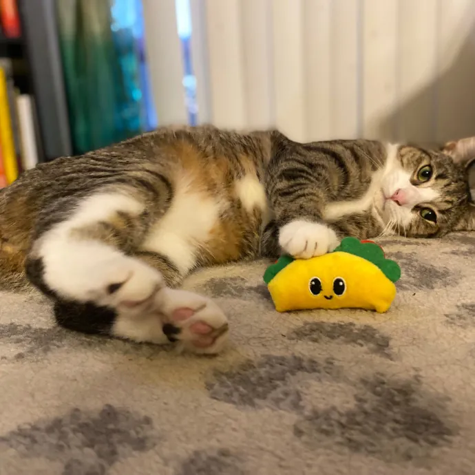 Purrfessional Cat Care - Made To Meet Your Kitty Sitting Needs