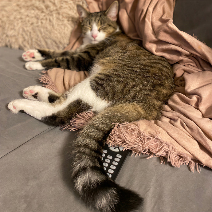 Julie's Purrfessional Cat Care