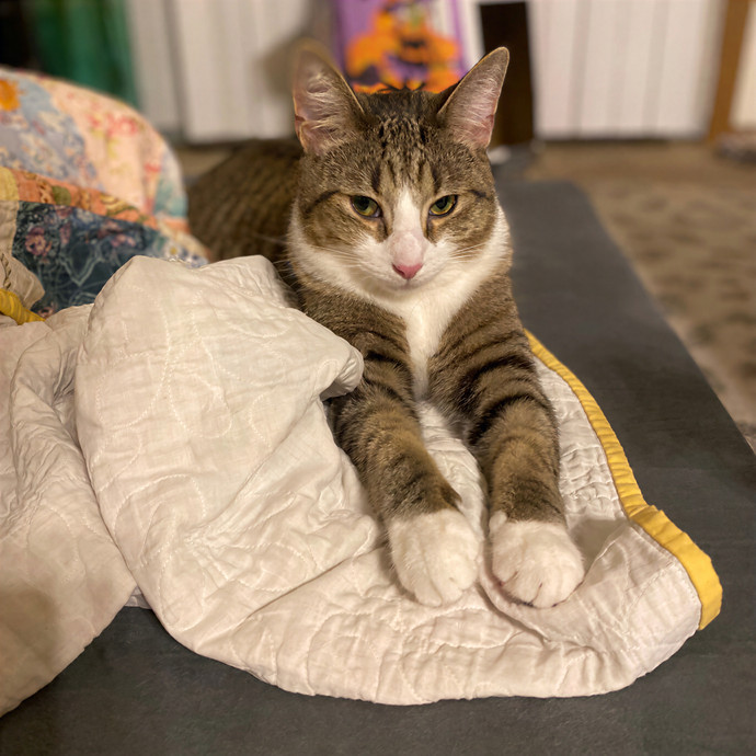 Julie's Purrfessional Cat Care