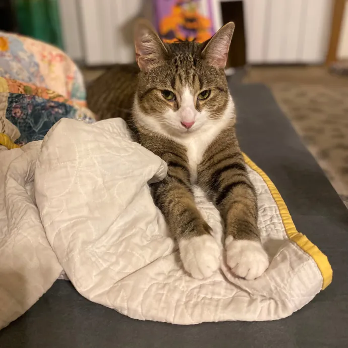 Purrfessional Cat Care - Made To Meet Your Kitty Sitting Needs