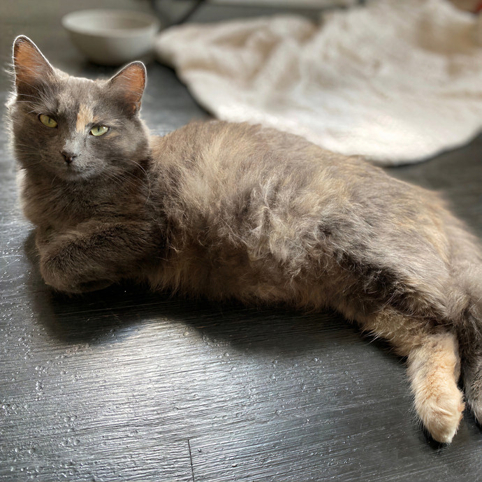 Julie's Purrfessional Cat Care