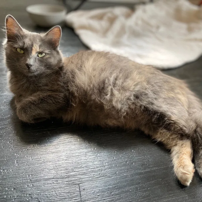 Purrfessional Cat Care - Made To Meet Your Kitty Sitting Needs