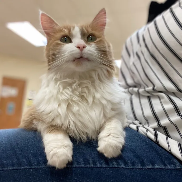 Purrfessional Cat Care - Made To Meet Your Kitty Sitting Needs