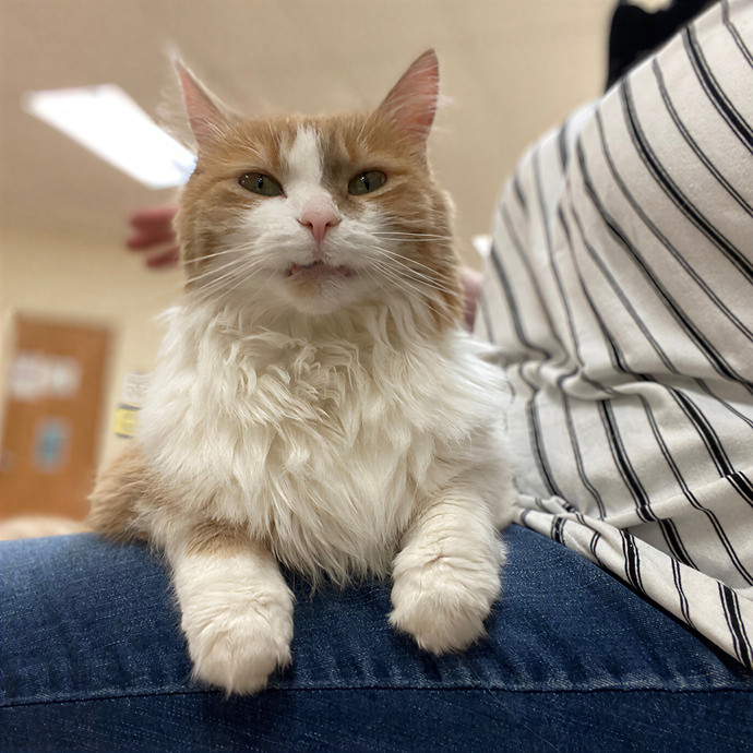 Julie's Purrfessional Cat Care