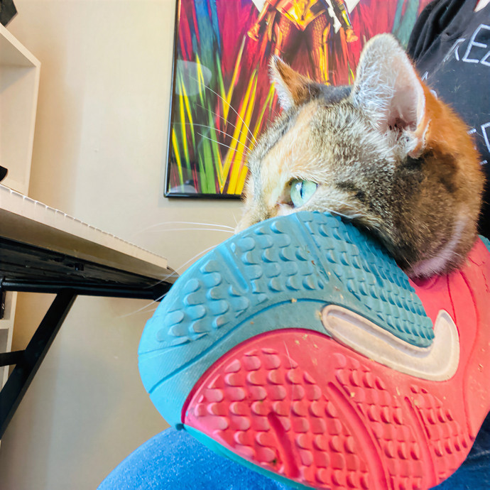 Julie's Purrfessional Cat Care