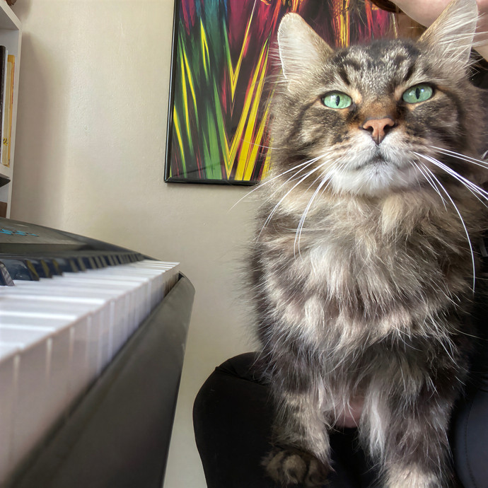 Julie's Purrfessional Cat Care