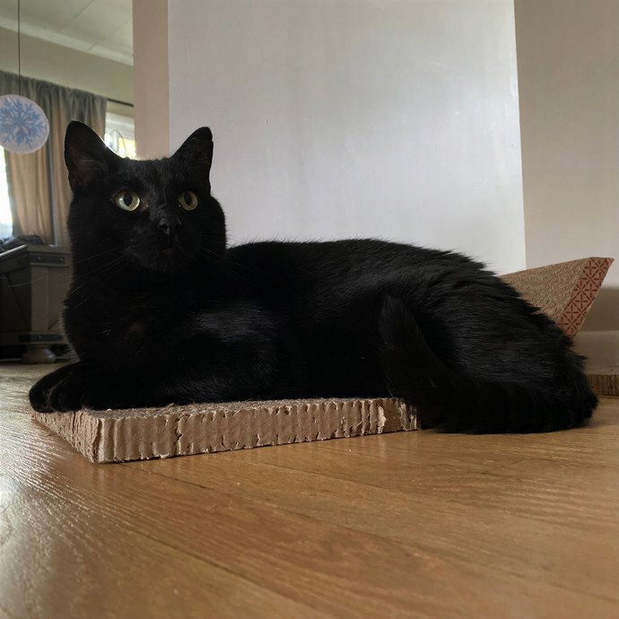 Julie's Purrfessional Cat Care