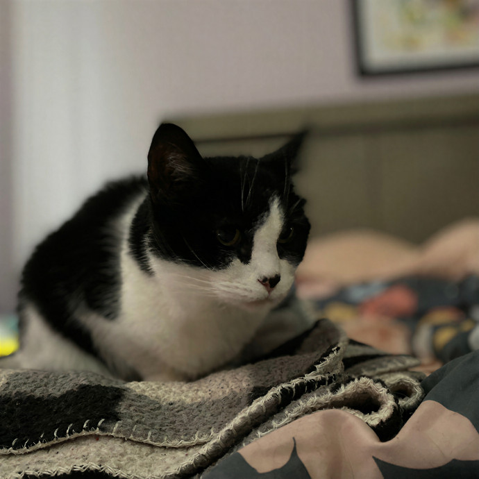 Julie's Purrfessional Cat Care
