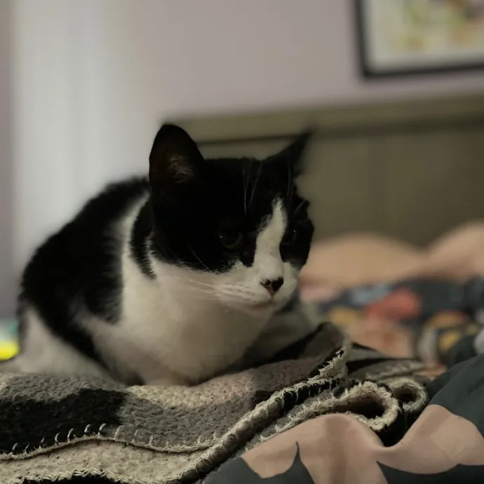 Purrfessional Cat Care - Made To Meet Your Kitty Sitting Needs