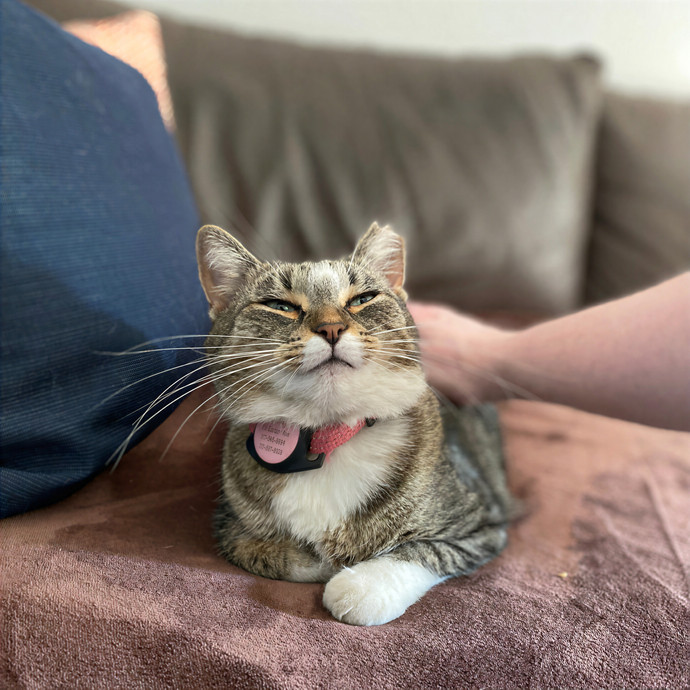 Julie's Purrfessional Cat Care