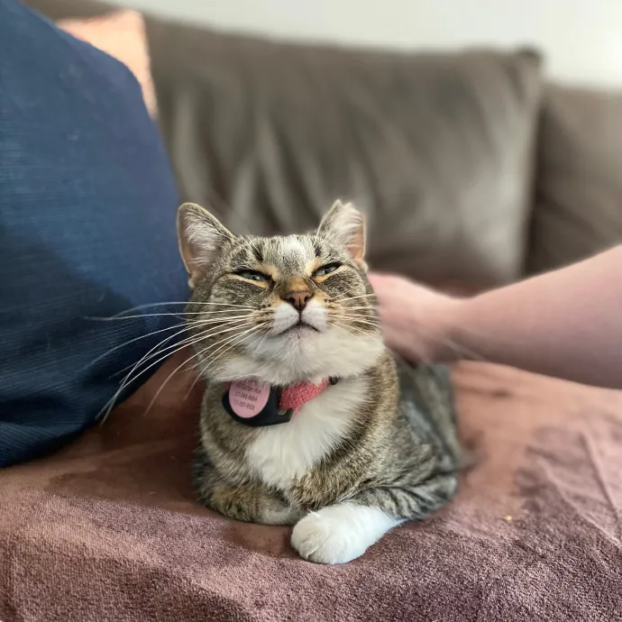 Purrfessional Cat Care - Made To Meet Your Kitty Sitting Needs