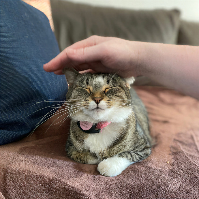 Julie's Purrfessional Cat Care
