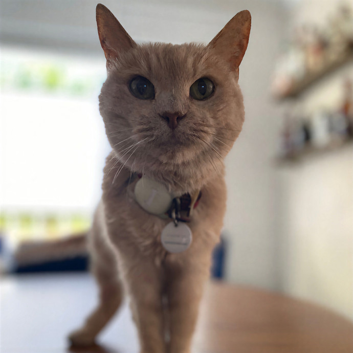 Julie's Purrfessional Cat Care