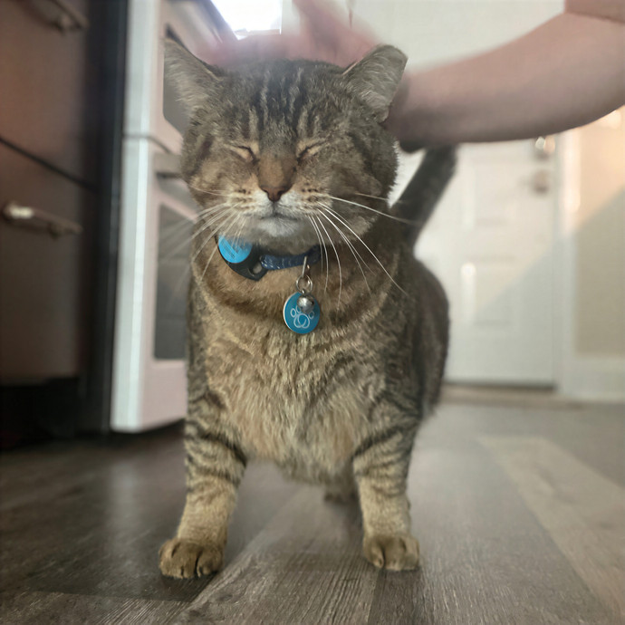 Julie's Purrfessional Cat Care