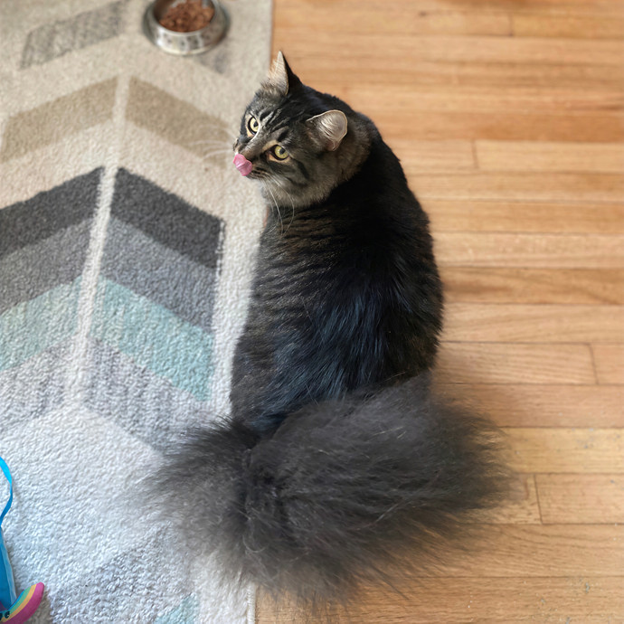 Julie's Purrfessional Cat Care
