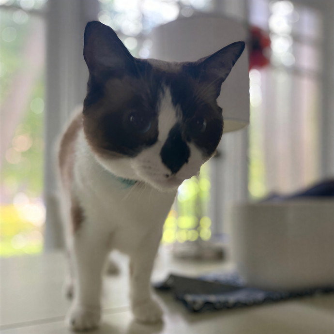 Julie's Purrfessional Cat Care