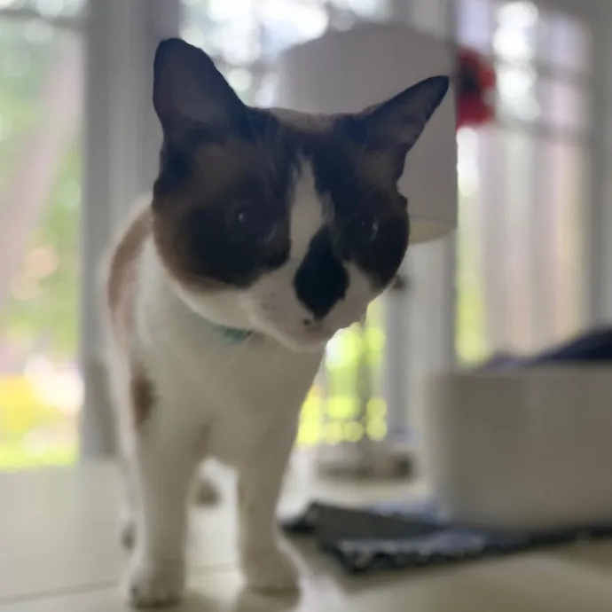 Purrfessional Cat Care - Made To Meet Your Kitty Sitting Needs