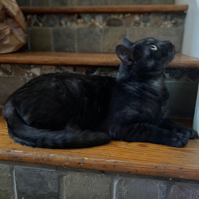 Julie's Purrfessional Cat Care