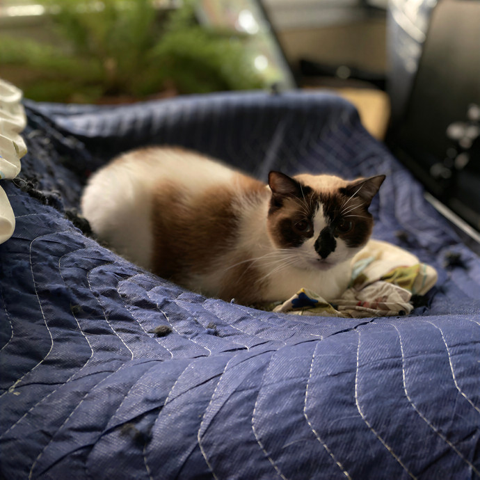 Julie's Purrfessional Cat Care
