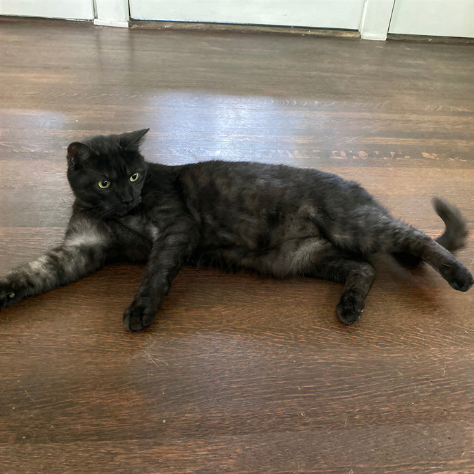Julie's Purrfessional Cat Care