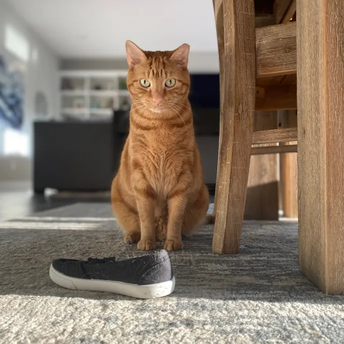 Purrfessional Cat Care - Made To Meet Your Kitty Sitting Needs